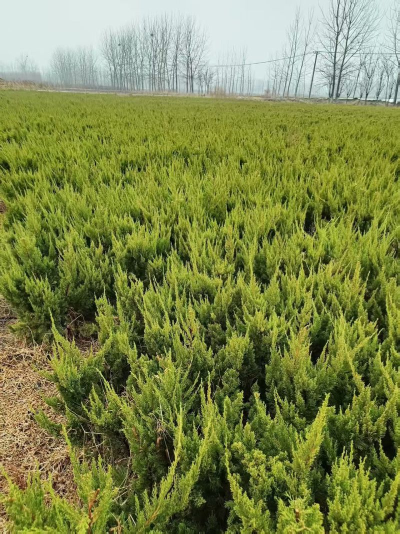 江苏龙柏工程苗龙柏球基地直发苗圃直销高30-350公分