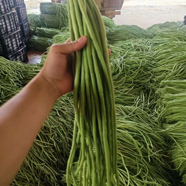 新鲜豆角大量有货