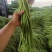 新鲜豆角大量有货