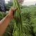 新鲜豆角大量有货