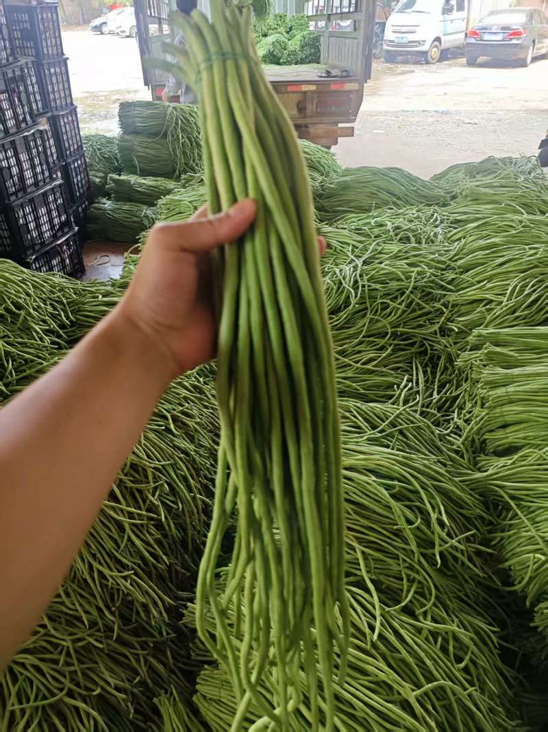 新鲜豆角大量有货