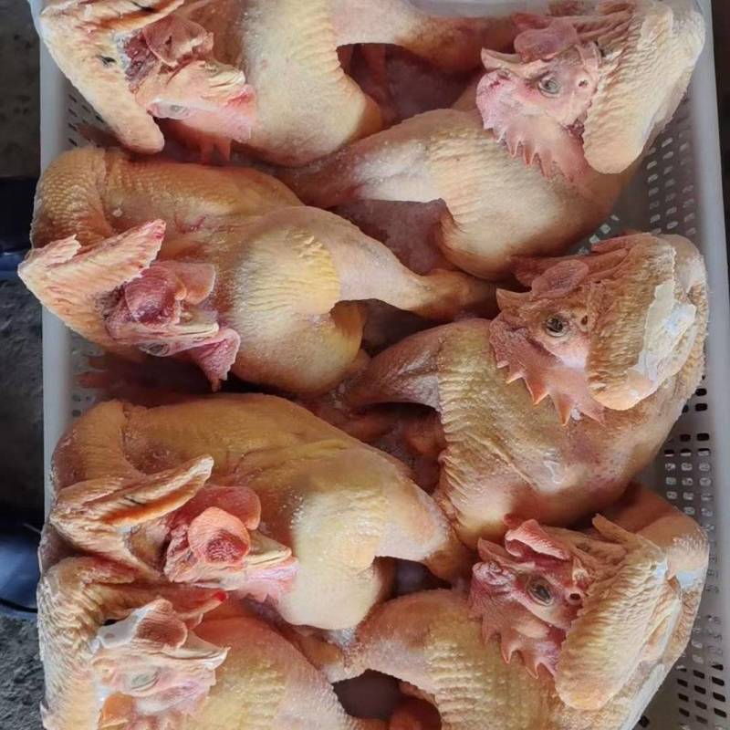 黑凤大公鸡
