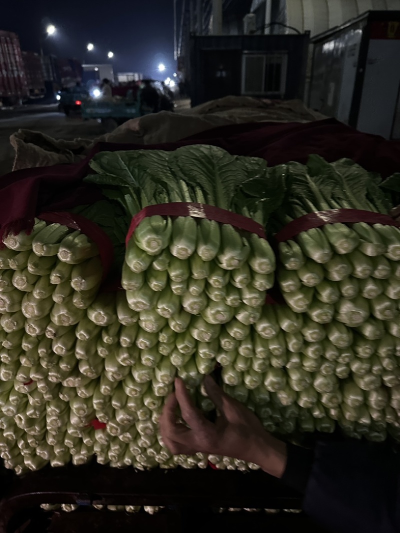 精品小白菜，大量有货，不限量，欢迎来谈