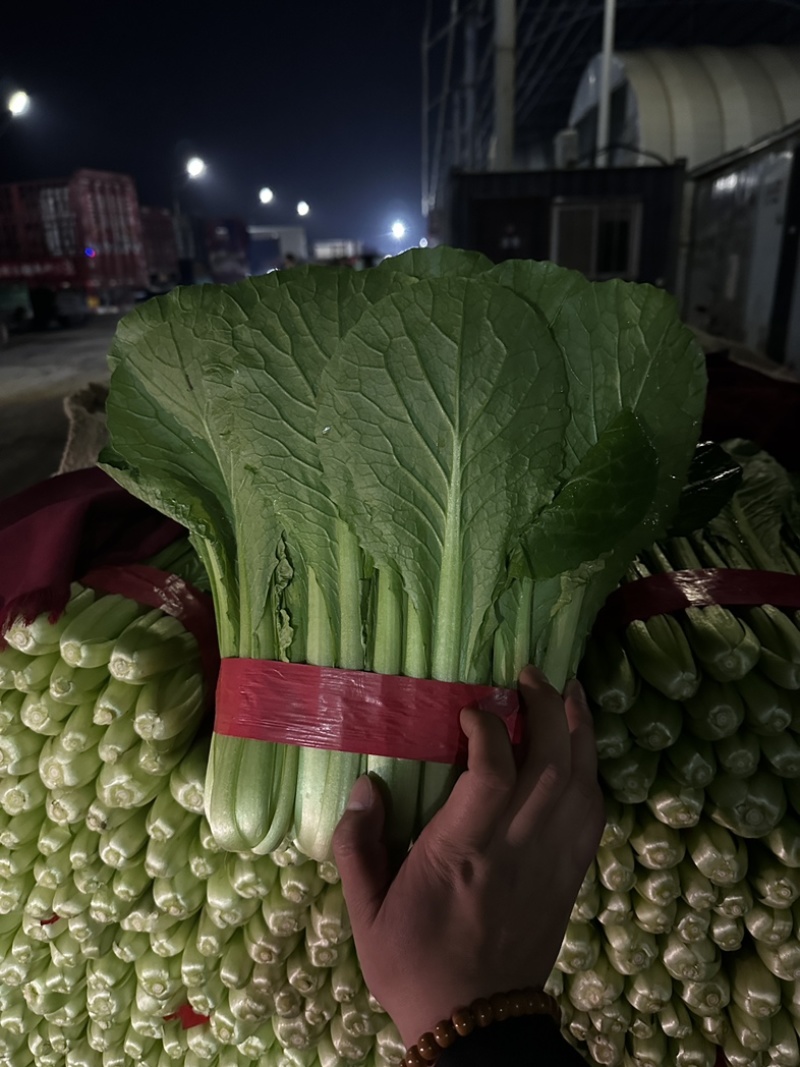 精品小白菜，大量有货，不限量，欢迎来谈
