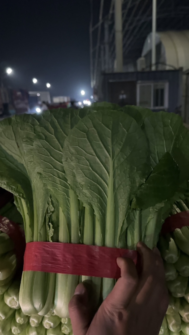 精品小白菜，大量有货，不限量，欢迎来谈