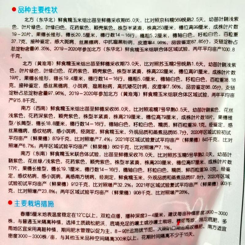 京甜糯807大棒甜加糯非转基因北京四海粘黏白甜糯玉米种子