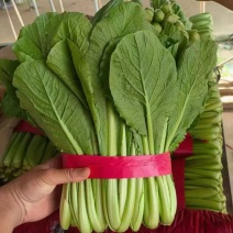 精品小白菜，大量有货，不限量，欢迎来谈