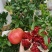 会理产地突尼斯软籽石榴，支持一件代发，量大从优