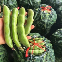 湖北老河口蚕豆香蕉蚕豆基地直供量大从优欢迎联系联