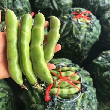 湖北老河口蚕豆香蕉蚕豆基地直供量大从优欢迎联系联