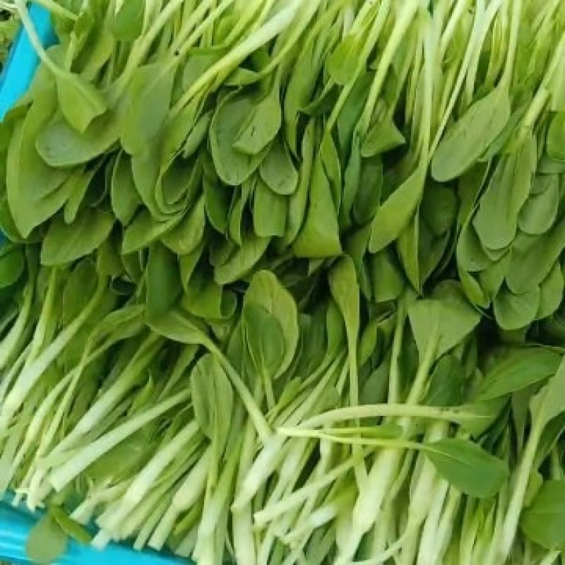 精品鸡毛菜草头大量供应常年有货支持定值全国发货