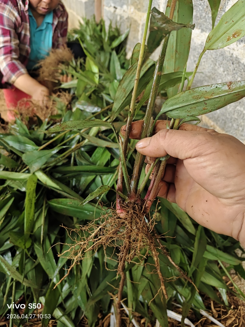 中药材益智种苗