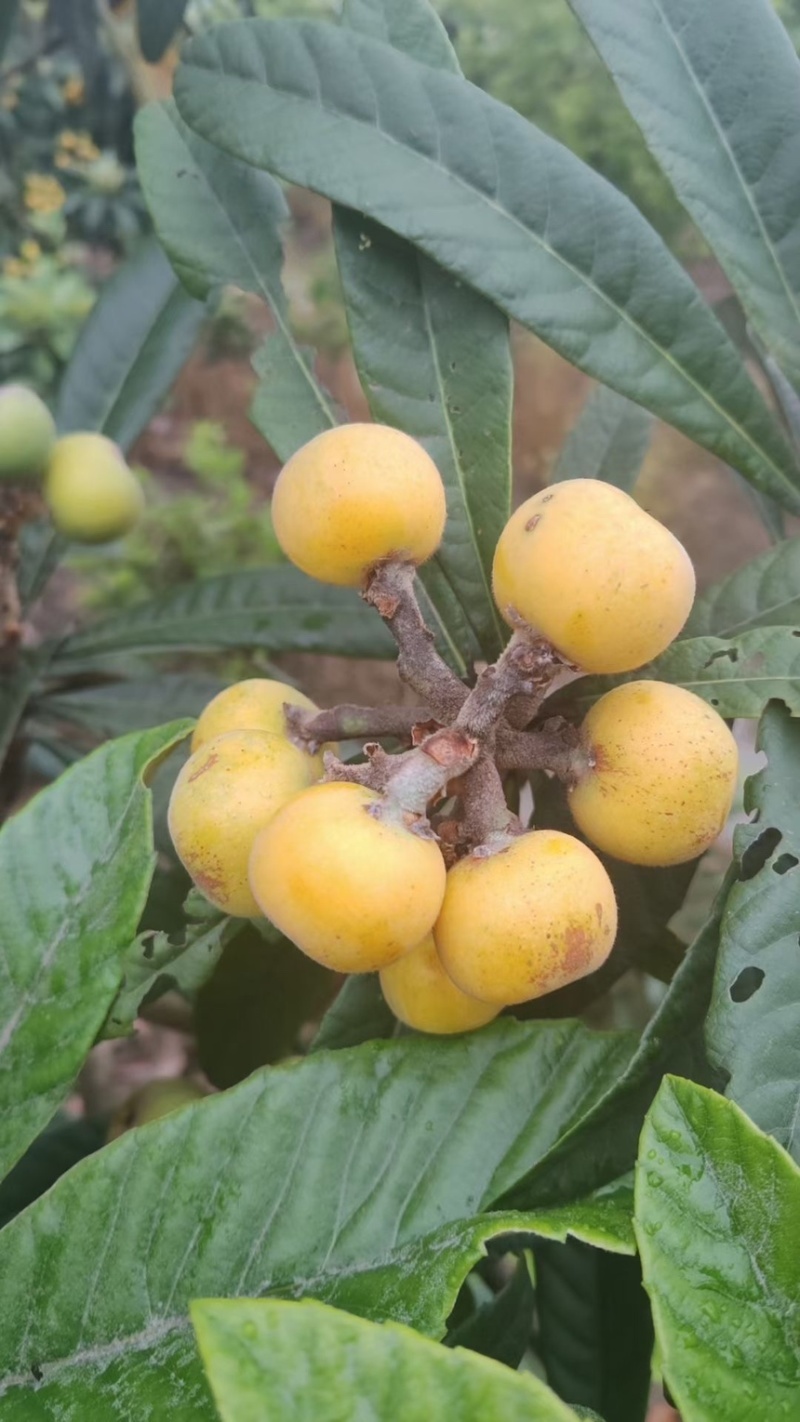 苏州东山白玉枇杷基地直发
