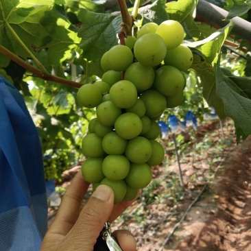 阳光玫瑰葡萄电商货大量批发全国各地