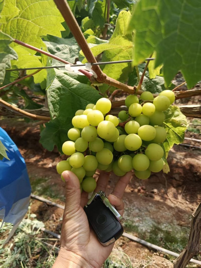 阳光玫瑰葡萄电商货大量批发全国各地