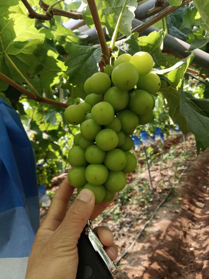 阳光玫瑰葡萄电商货大量批发全国各地