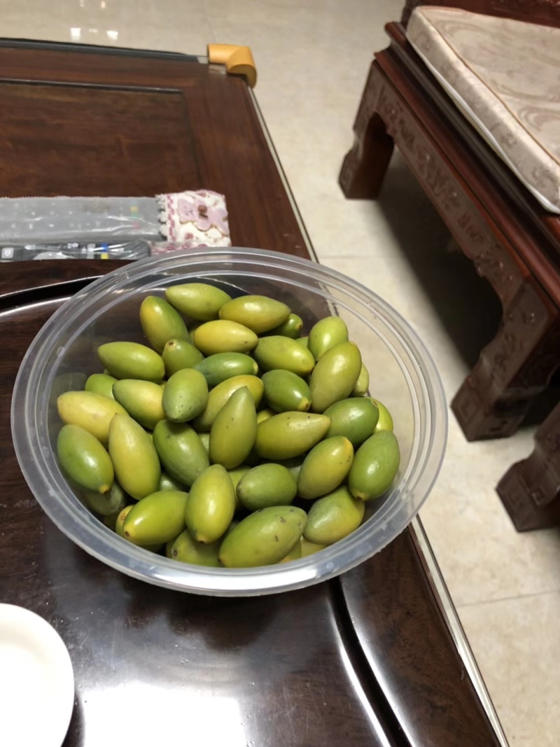潮汕甜橄榄苗