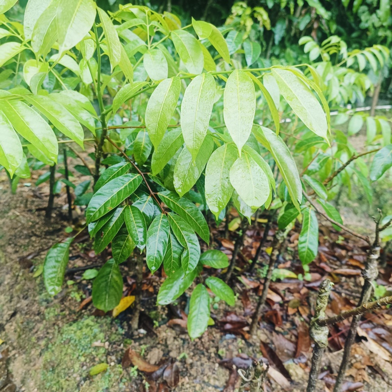 潮汕甜橄榄苗