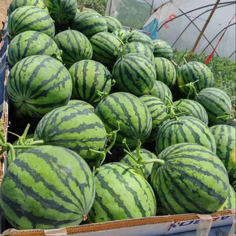 河南商丘夏邑县26年头茬麒麟西瓜品质佳货源稳定