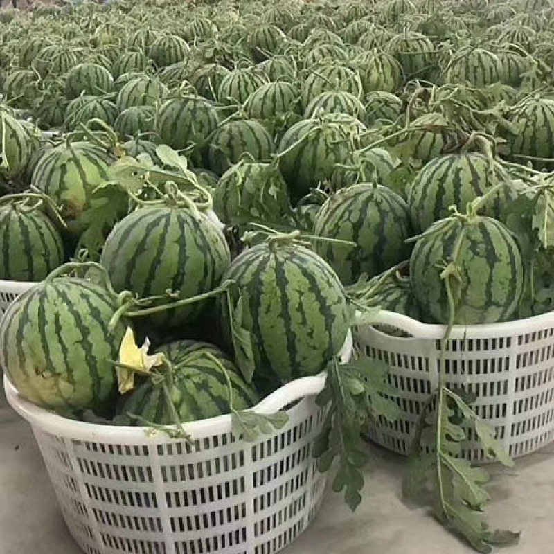 河南商丘夏邑县26年头茬麒麟西瓜品质佳货源稳定