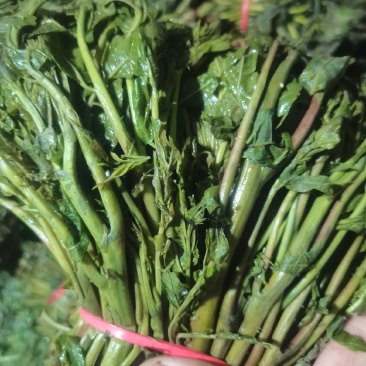 【泡菜】淹制香椿，商用量大，