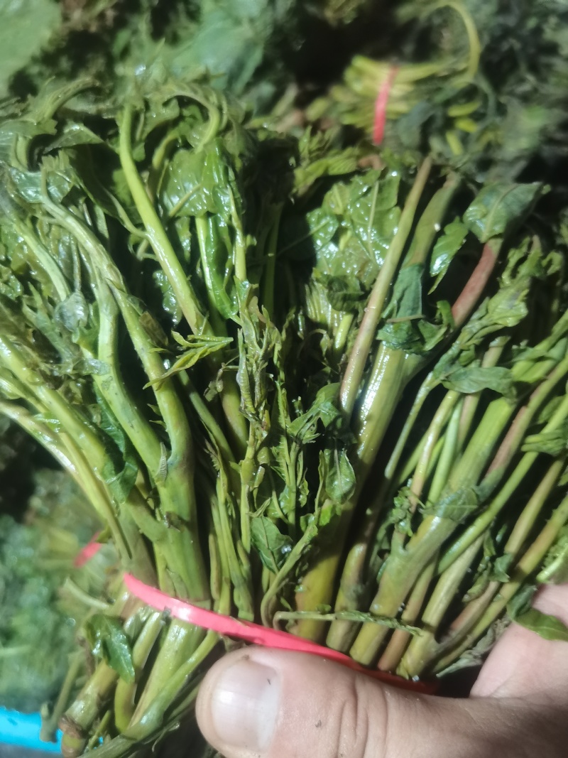 【泡菜】淹制香椿，商用量大，