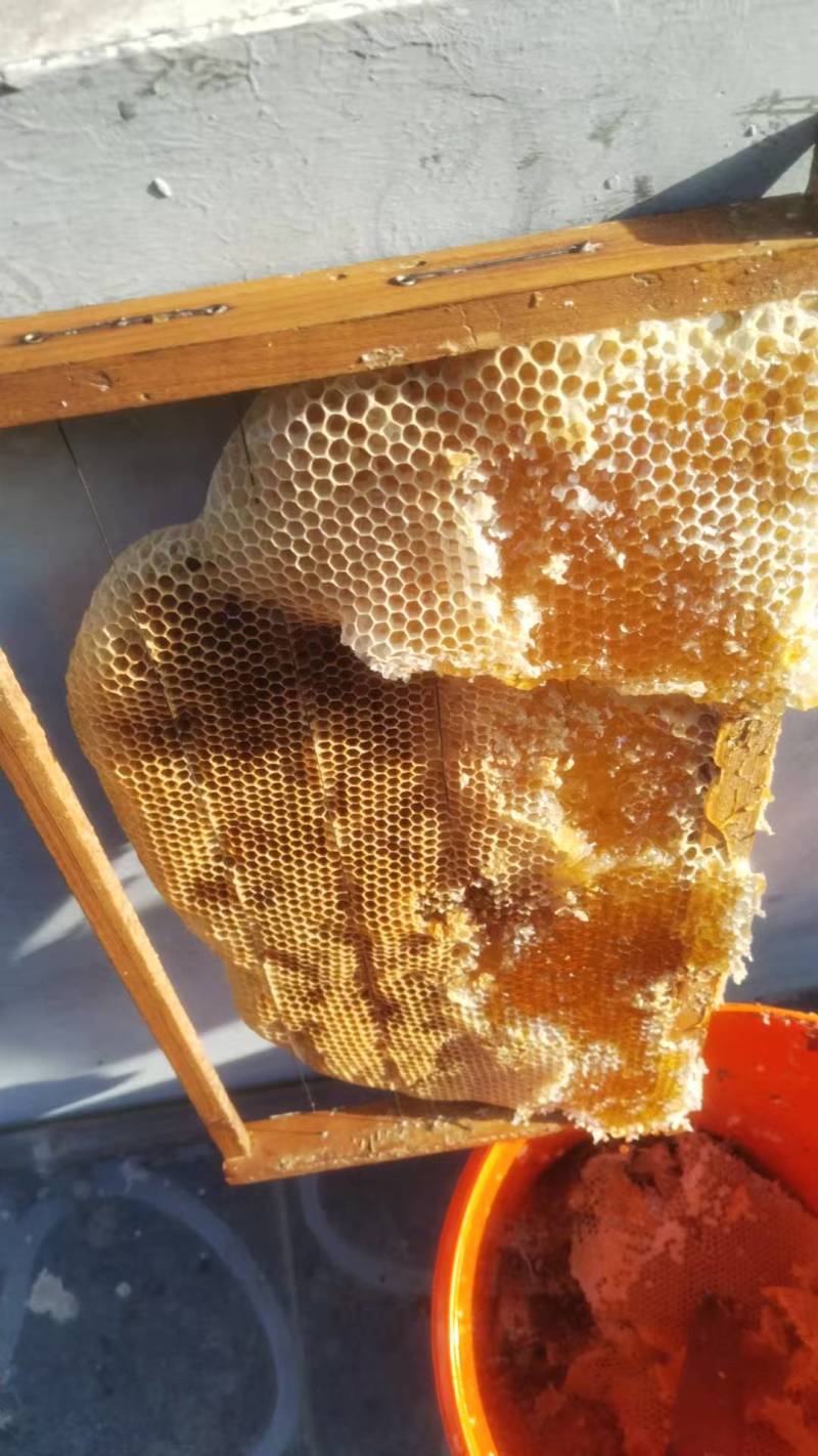 野生土蜂蜜