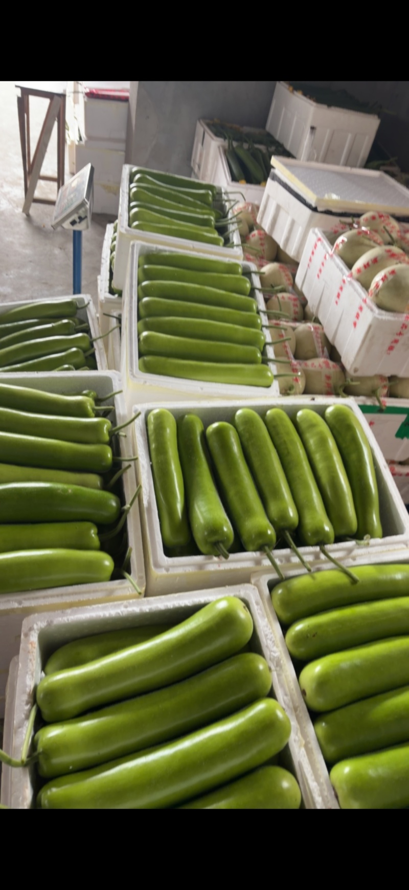 嘉兴本地精品短瓠子大量上市，价格实惠，量大从优