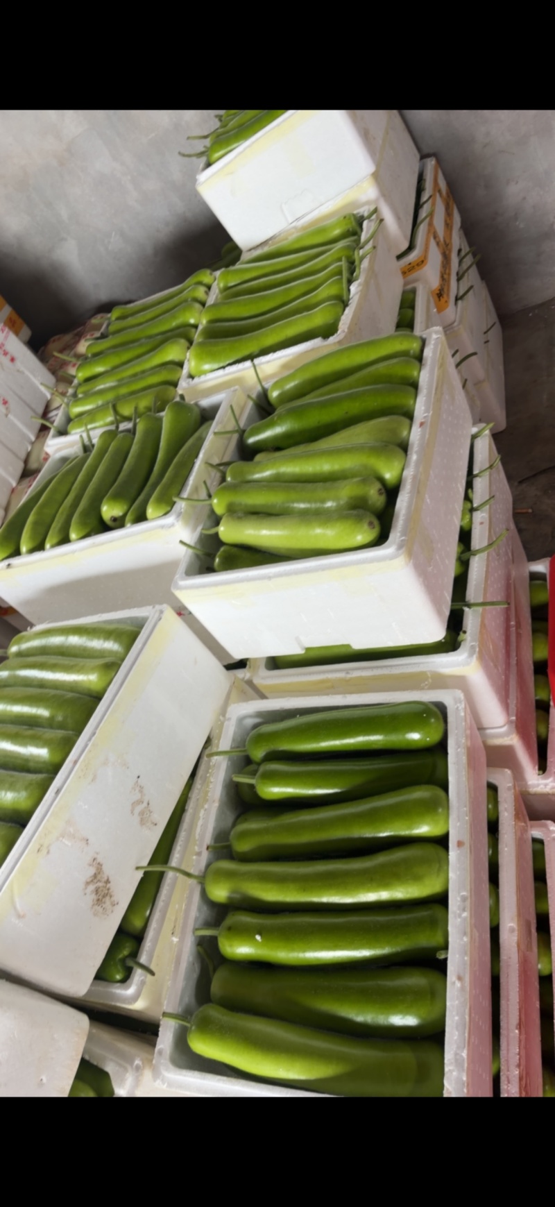 嘉兴本地精品短瓠子大量上市，价格实惠，量大从优
