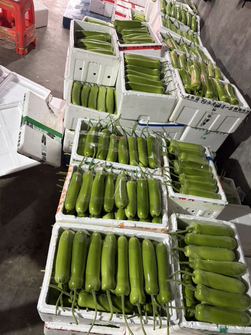 嘉兴本地精品短瓠子大量上市，价格实惠，量大从优