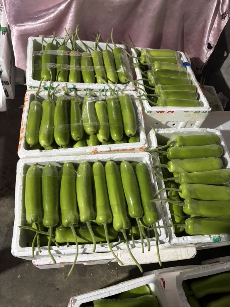 嘉兴本地精品短瓠子大量上市，价格实惠，量大从优