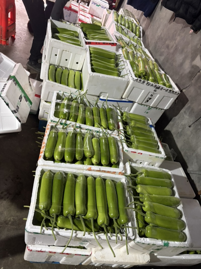 嘉兴本地精品短瓠子大量上市，价格实惠，量大从优