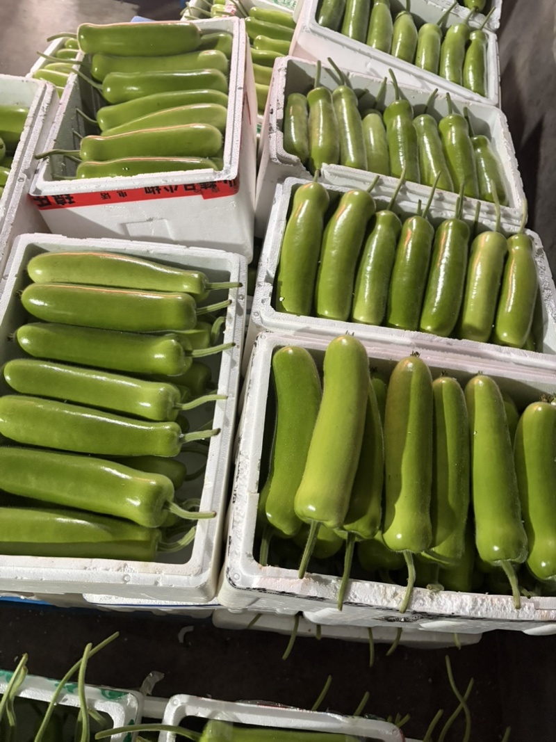 嘉兴本地精品短瓠子大量上市，价格实惠，量大从优