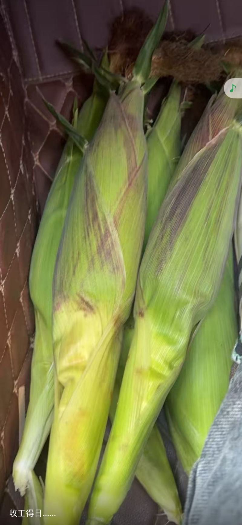 甜玉米，水果玉米，花糯玉米，白糯玉米，双色甜玉米