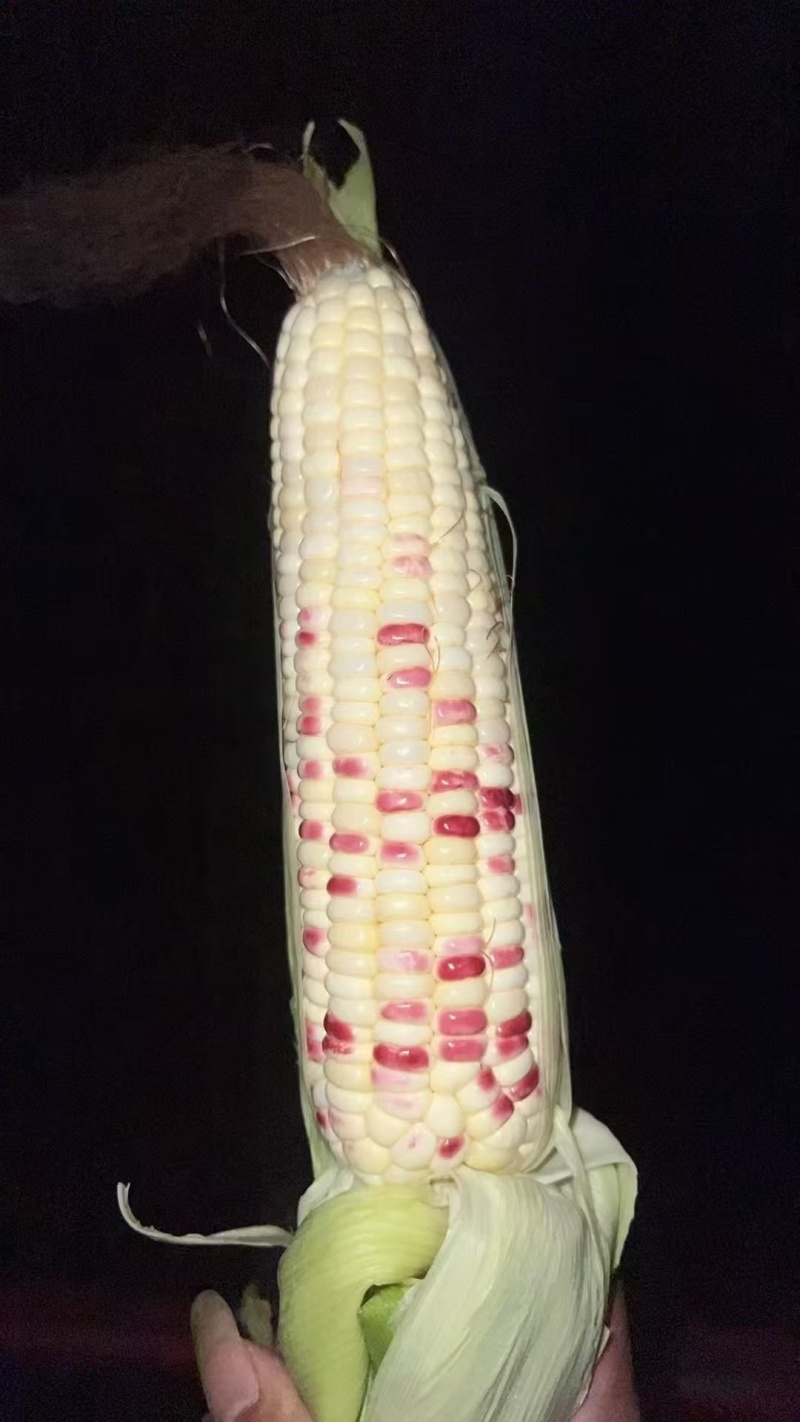 甜玉米，水果玉米，花糯玉米，白糯玉米，双色甜玉米
