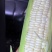 甜玉米，水果玉米，花糯玉米，白糯玉米，双色甜玉米