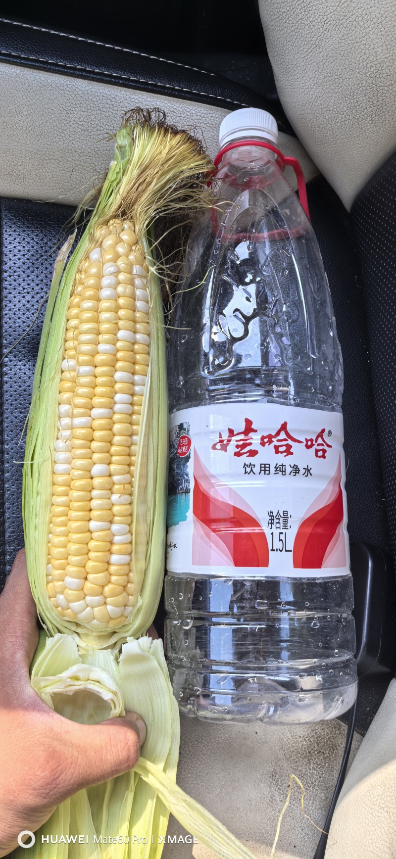 甜玉米，水果玉米，花糯玉米，白糯玉米，双色甜玉米