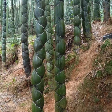 大批量批发龟甲竹