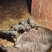 香猪