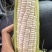 甜玉米，水果玉米，花糯玉米，白糯玉米，双色甜玉米