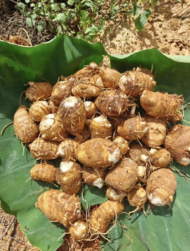 云南高原牛奶芋头