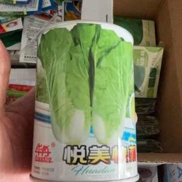 四季快菜种子速生538耐寒耐热小白菜黄心20天上市