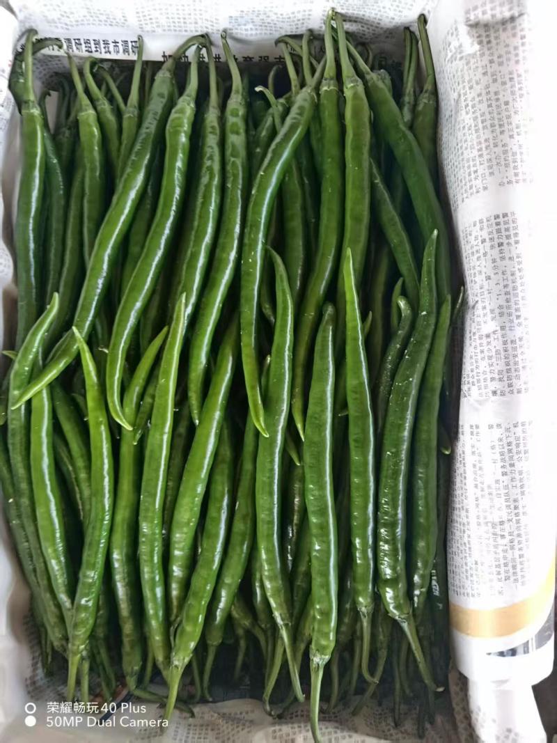 【青椒】辣椒新鲜蔬菜薄皮青椒牛角椒尖椒现摘青辣椒，包邮