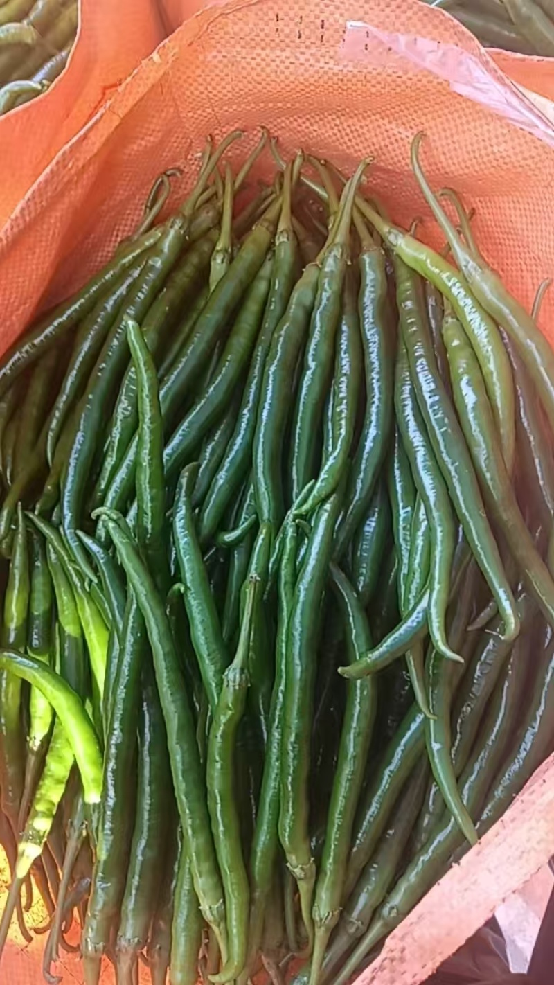 【青椒】辣椒新鲜蔬菜薄皮青椒牛角椒尖椒现摘青辣椒，包邮