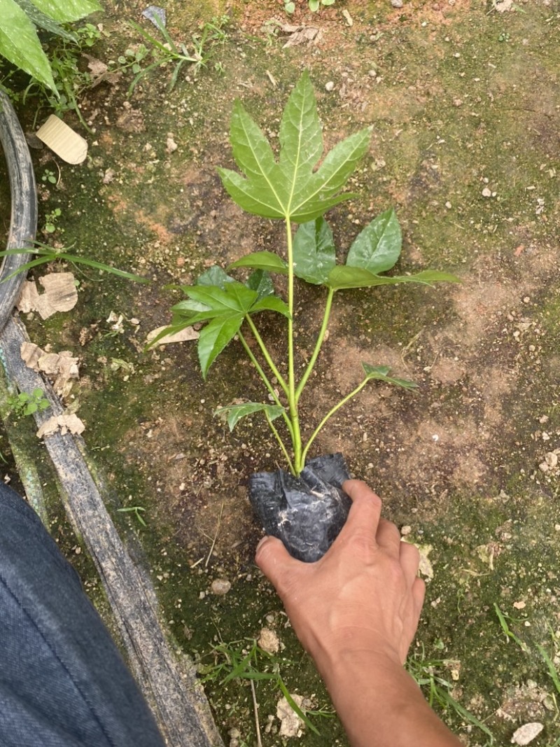 八角金盘绿化美化环境