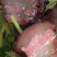 腊肉五花腊肉