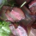 腊肉五花腊肉