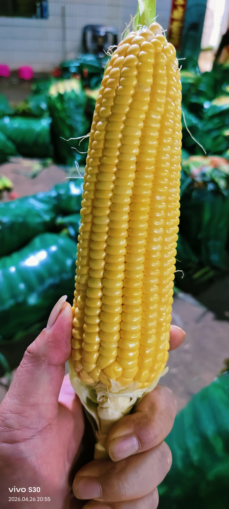 《推荐》水果玉米产地直发，代办代发，量大从优，品质保证