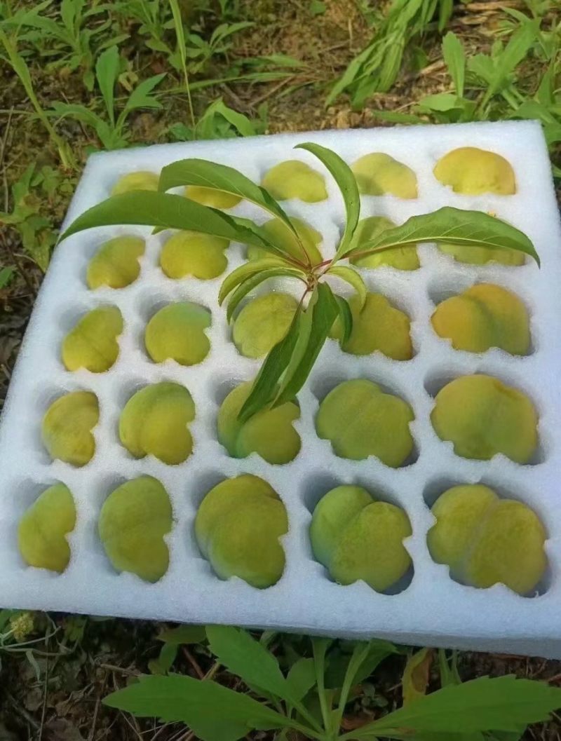 六马蜂糖李