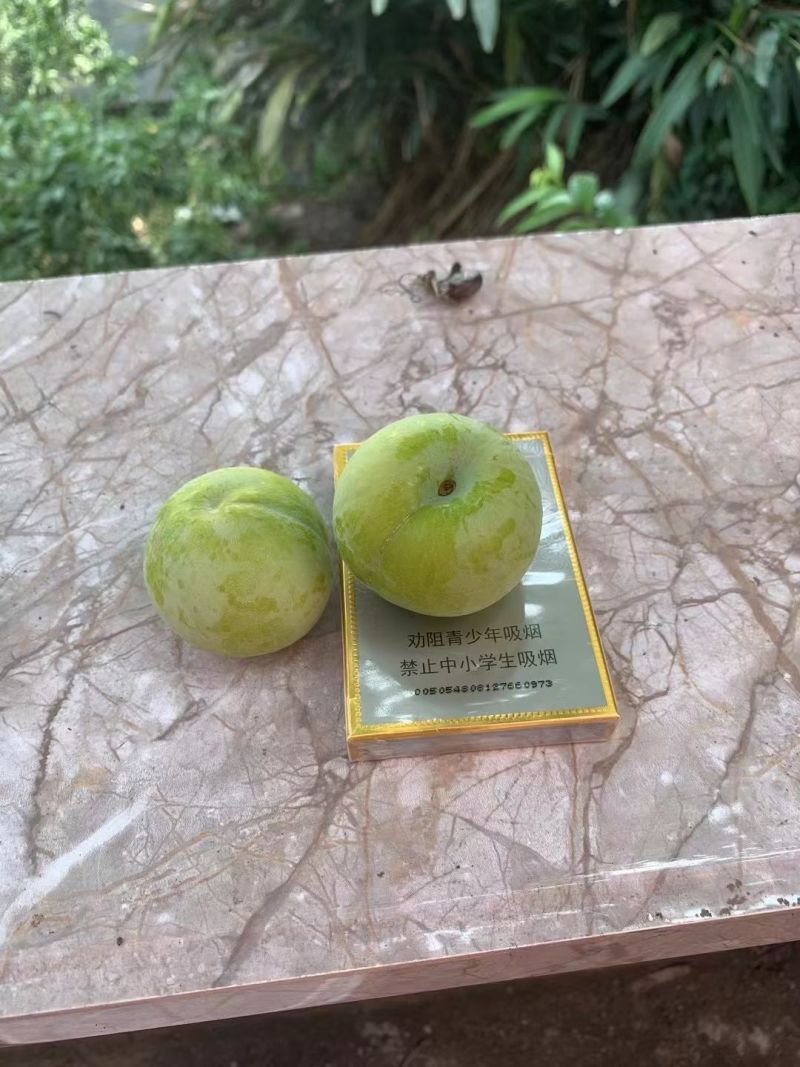 六马蜂糖李